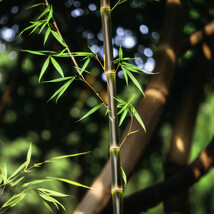 MBK 50 Bamboo Seeds Privacy Plant Garden Clumping Shade Screen Red Templ... - $11.90