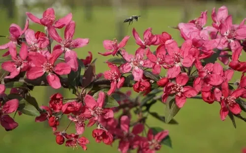 25 Purpurea Evelyn Crabapple Seeds for Garden Planting Fast Shipping Fro... - $7.99