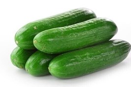 Best 25 Seeds Easy To Grow West Virginia Cucumbers Vegetable Canning Cucks Crisp - £7.25 GBP