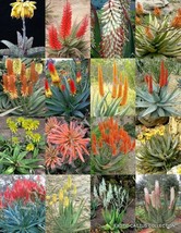 FLOWERING ALOE MIX exotic cultivar color cacti rare cactus aloes seed 10 SEEDS - £7.96 GBP