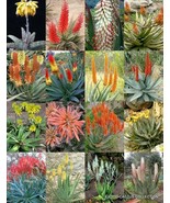 FLOWERING ALOE MIX exotic cultivar color cacti rare cactus aloes seed 10... - £7.91 GBP