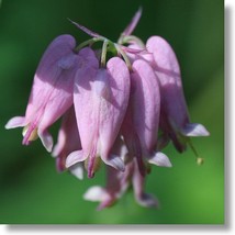 Grow 30 Dicentra Eximia Pink Bleeding Heart Flower Seeds Shade Loving Perennial - $9.11