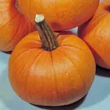 Pumpkin Seed, Small Sugar, Heirloom, Organic, Non Gmo, 100 Seeds, Small Pumpkins - $3.99