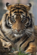 FEGAGA Diamond Painting Kit for Adults Tiger Animal ,Diamond Art Kits for a Adul - $21.25