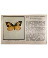 The Dog Face Butterfly 1934 Butterflies Of America Antique Insect Art PC... - $367.17 MXN