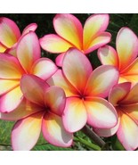  RAINBOW HAWAIIAN PLUMERIA FRANJIPANI. Qty 10 8&quot; Cuttings - $135.40 CAD