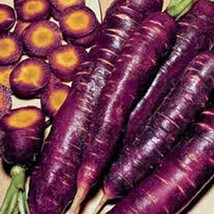 Carrot Purple Haze Carrot Seeds Fast Ship Fresh Seeds USA SELLER - $10.99