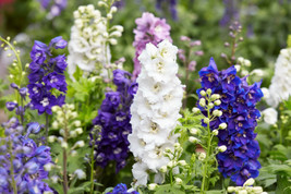 USA Rocket Larkspur Delphinium Consolida Giant Imperial Mix 100 Seeds - £8.64 GBP