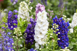 USA Rocket Larkspur Delphinium Consolida Giant Imperial Mix 100 Seeds - $10.99