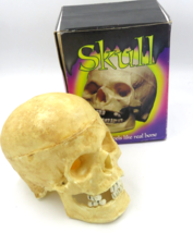 Vintage Fake Skull Scary Missing Teeth 8 inch Skull Feels Real - $9.85