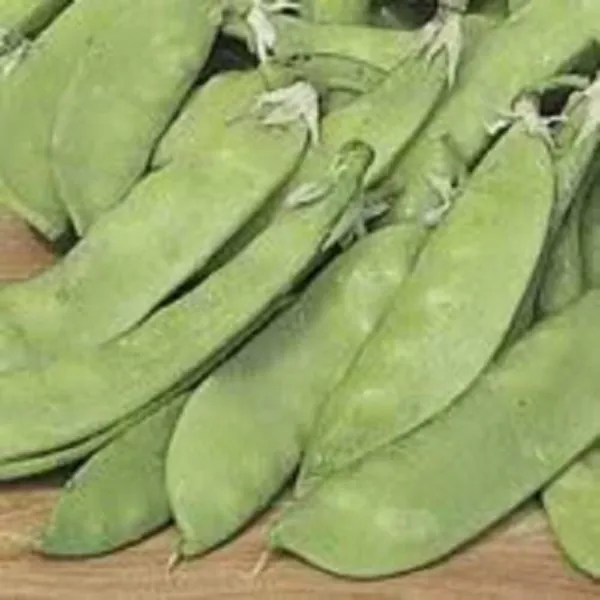 50 Snow Pea Pisum Sativum Vegetable Seeds Fresh - £7.84 GBP