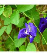 Butterfly Pea Seeds (Clitoria ternatea) – Blue Flowering Vine for Gardens - $127.69 MXN