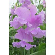 50+ Ethel Grace Sweet Pea Seeds | Fragrant Lavender Blooms - $16.50