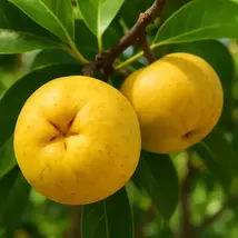 Grafted Suebelle Sapote Tree: Exotic Custard-Like Fruit - $329.90