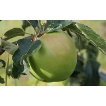 25+ Grenadier Apple Seeds | Early Season Heirloom Cooking Variety - $16.50