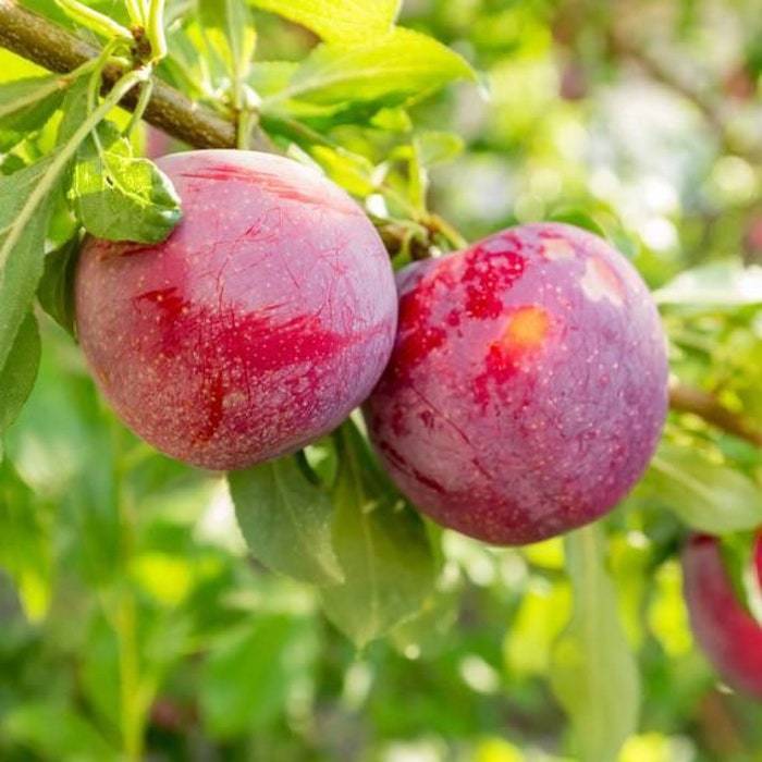 4 American Plum Tree 2 Feet USA Gardening Fast Shipping - $114.74