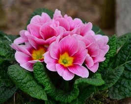 20 Primula Vulgaris Flower Seeds Bw91055-89 Garden - $11.75