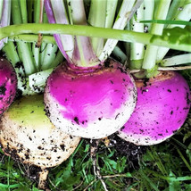 VP Turnip Seeds Purple Top White Globe Non-Gmo, Heirloom - £5.09 GBP