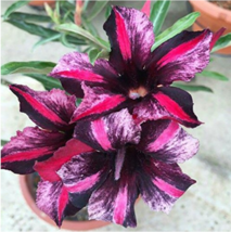 1pc Red Mis Black Desert Rose, Adenium Obesum Plants Seed FRESH SEEDS - £3.07 GBP