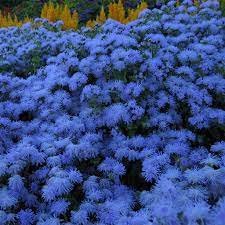 38 PCS Seeds Ageratum 'Blue Ball' Quality Flower Item image 3