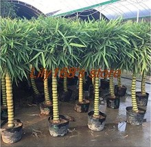 50Pcs Bamb Ventricosa Bamboo Seeds New Fresh Seeds USA - $12.72