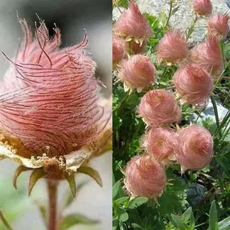 SGH 10 Geum Praire Smoke / Cherry Drop / Deer Resistant Perennial Flower Seeds - £10.76 GBP