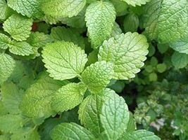 1000 Lemon Balm Seeds (Melissa Officinalis) Nongmo Variety Garden Fresh - £5.99 GBP