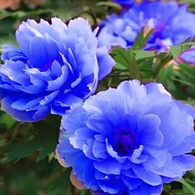 40 Seeds Chinese Paeonia Suffruticosa Peony Light Blue Double Flowers Ba... - $15.10