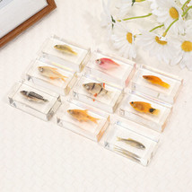 8 Pcs Marine Tropical Fish in Resin Collection Paperweights Specimen Res... - $111.33