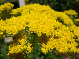 250 Gold Golden Yellow Yarrow Achillea Millefolium Flower Seeds Garden F... - $11.60