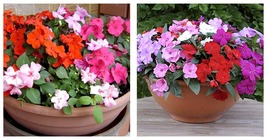 Impatiens walleriana Hook Seeds Mixed Busy Lizzy Flowers 300 Garden Seeds - £23.69 GBP