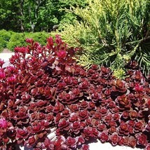 100 Red Dragons Blood Sedum Succulent Seeds Fresh Seeds USA Seller - £11.11 GBP