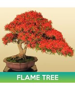 Flame Tree Seeds Royal Poinciana Delonix Regia Fast Grow - $230.13 MXN