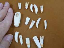 (G370-12) 15 GATOR Alligator Aligator T**th Dentition make jewelry mixed... - $216.26 MXN