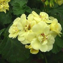 Geranium &#39;Custard Cream&#39; Yellow Flower, 10 Seeds D - £9.87 GBP