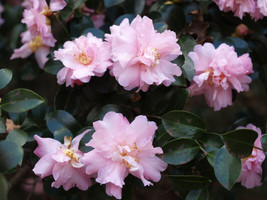 VP ( 1 ) - Pink Snow Camellia Sasanqua - Starter Plant ( 4L )( 1 Live Plant ) - £20.18 GBP