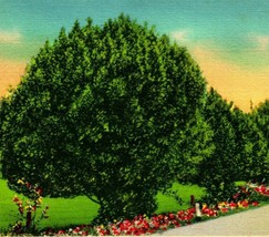 Southwest Oregon OR Myrtle Trees UNP Vtg Linen Postcard CT Art Colortone - £3.12 GBP