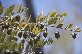 5 Jojoba Simmondsia Chinensis Fruit Nut Oil Evergreen Shrub Seeds - $17.00