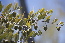 5 JOJOBA SIMMONDSIA CHINENSIS FRUIT NUT OIL EVERGREEN SHRUB SEEDS  - £13.54 GBP