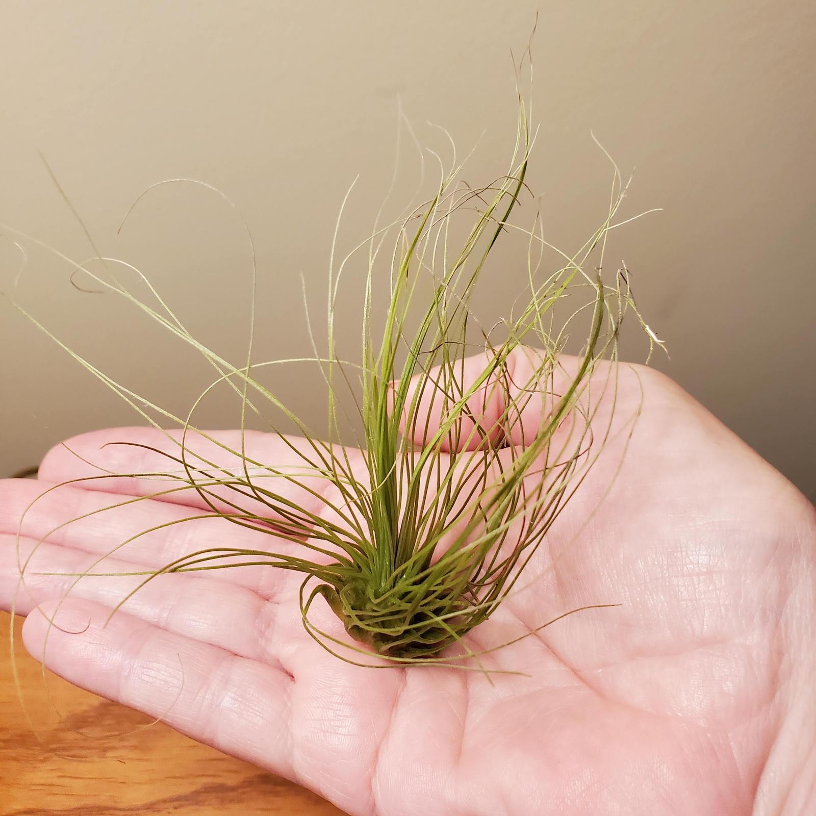 Air Plant, Tillandsia Argentea, Live Silver Leaf Airplant, Easy Houseplant - $8.99