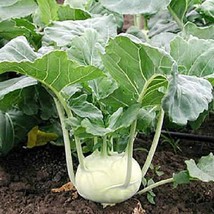 Grow 1000 White Vienna Kohlrabi Seeds Nongmo Heirloom  - £6.80 GBP