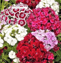Sweet William Dianthus Seeds - Flower Seeds - BOGO - £0.78 GBP