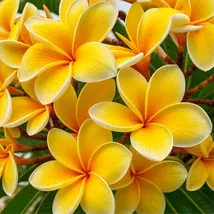 Bright Yellow Plumeria Seeds For Planting | 5 Seeds Lei Hawaiian - $13.95