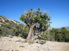SG Utah Juniper (Juniperus osteosperma) 10 seeds - $3.80