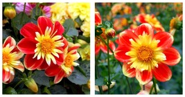 Dahlia Collarette Dandy Mix Seed Bright Red Flowers with Yellow Centre 150 Seeds - £23.59 GBP