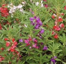 Item image 1 image 1