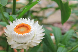 30 Strawflower Helichrysum Bracteatum Seeds Bw95003 3 Fresh USA Shipping - £13.89 GBP