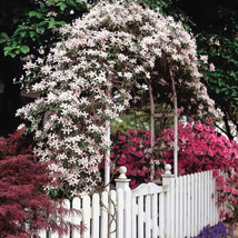 Pink Anemone Clematis 20 seeds - £7.97 GBP