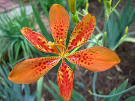 Fast Ship USA Seller Iris Domestica Blackberry Lily 10 Seeds - £14.15 GBP