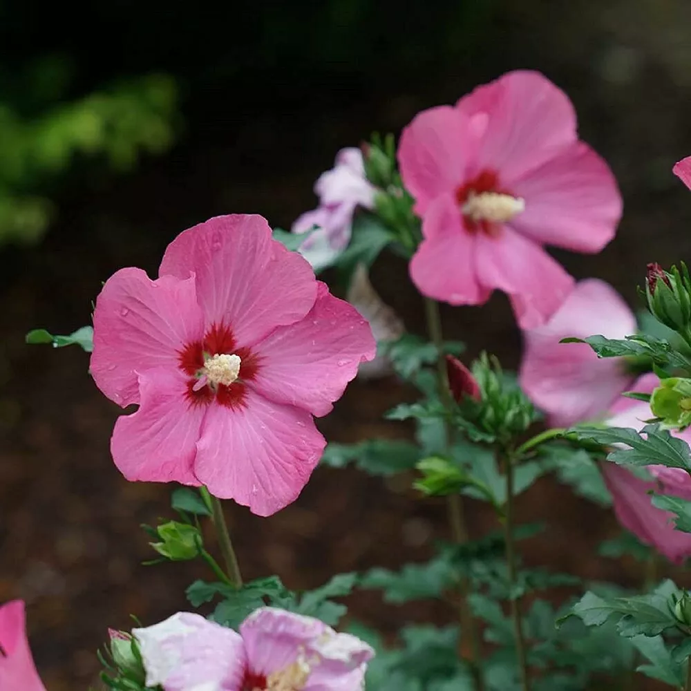 4" Pot Hibiscus Rose Of Sharons Rouge Paraplus Darkest Reddish Garden Live Plant - $59.80